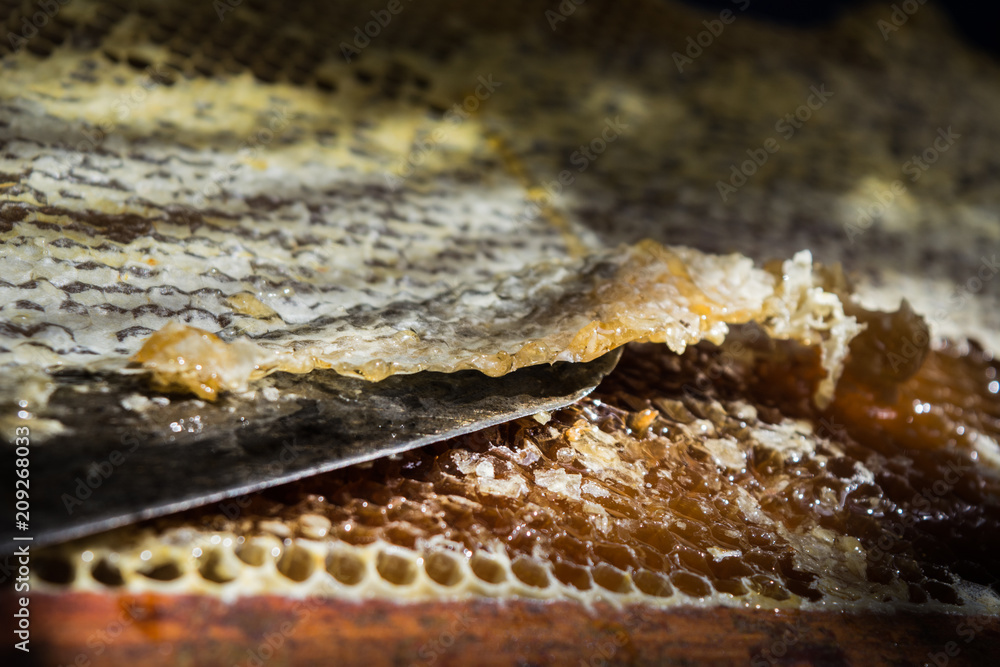 Lugo, Spain - August 2017: Close up of beekeeper hand extracting honey from yellow honeycomb. Beekeeper cuts wax off from honeycomb frame with special knife. Lugo, Spain - August 2017: Close up of beekeeper hand extracting honey from yellow honeycomb. Beekeeper cuts wax off from honeycomb frame with special knife.