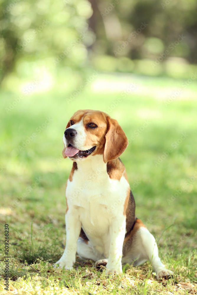 Beagle dog in the park