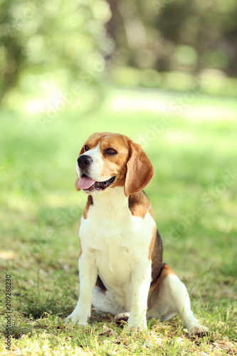 Beagle dog in the park © 5second