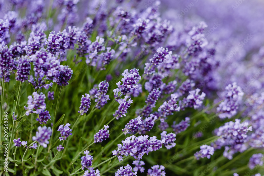 Meadow of blossoming lavender. Meadow of blossoming lavender.