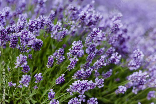 Meadow of blossoming lavender.