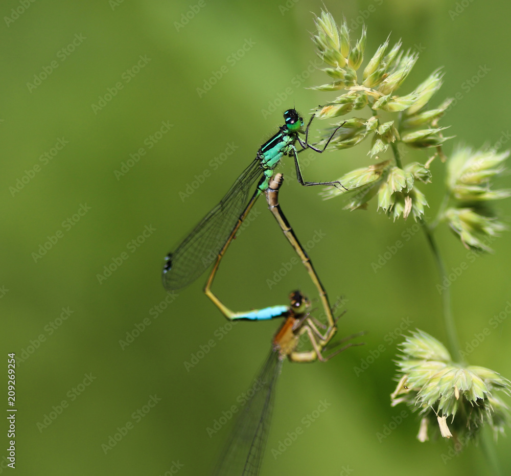 Mating of blue tailed damselfly or common bluetail (Ischnura elegans) Mating of blue tailed damselfly or common bluetail (Ischnura elegans)