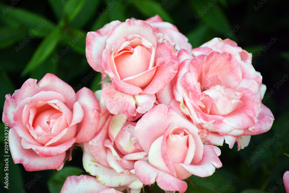 Pink beautiful flowers in summer Pink beautiful flowers in summer