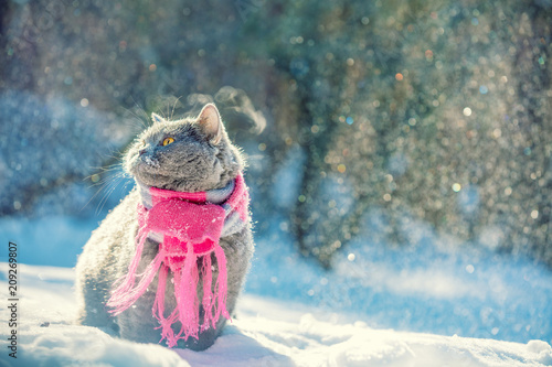 Fototapeta Naklejka Na Ścianę i Meble -  Portrait of a Blue British Shorthair cat, wearing knitted scarf. Cat sitting outdoors in the snow in winter during snowfall