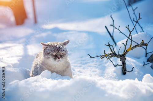 Lovely Siamese cat walks in the deep snow in winter