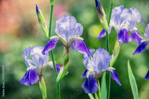 Blue Iris flowers in the garden after rain