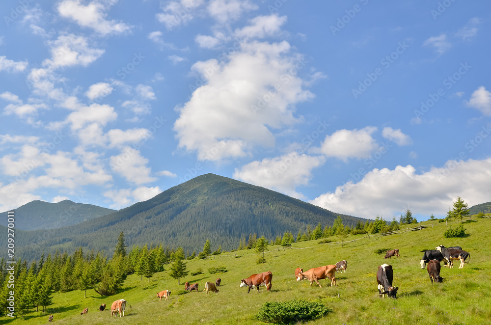 Cows grazing peacefully in the Alpine fresh green meadows