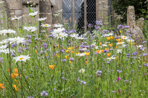 Wild flowers in an English churchyard