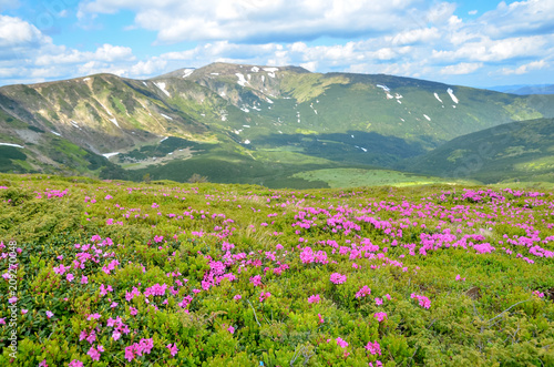 Colorful mountain scenery with meadows covered by violet flowers.