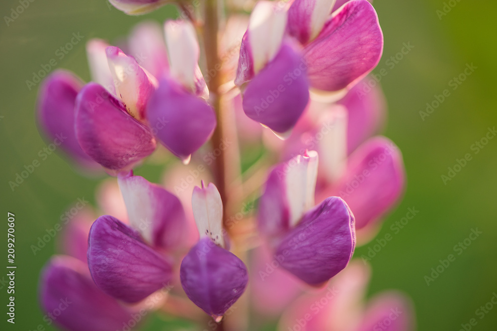 Lupinus garden and wild plant in pinky purple color Lupinus garden and wild plant in pinky purple color