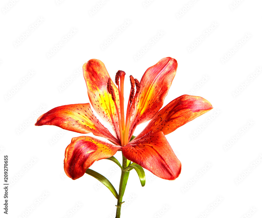 flower of a tiger lily on an isolated white background. Lilium lancifolium