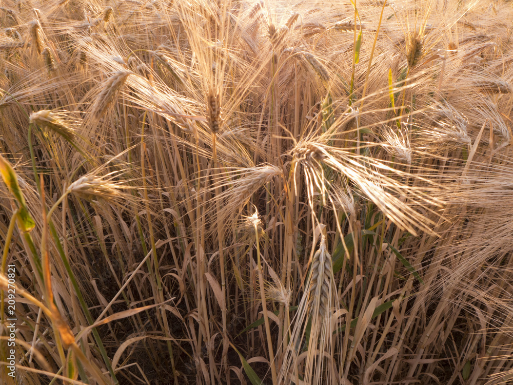 Fototapeta premium Ein Getreidefeld in der Abendsonne.