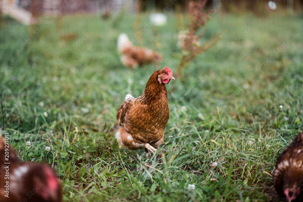 Huhn auf der Weide Huhn auf der Weide