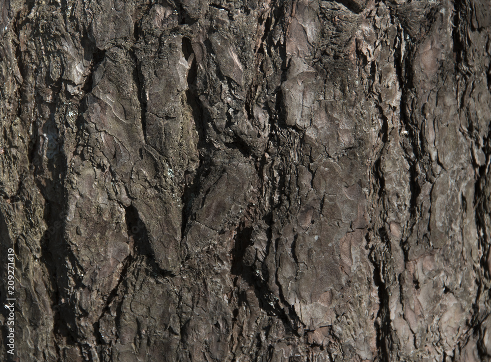 texture background tree old oak baobab streaks powerful