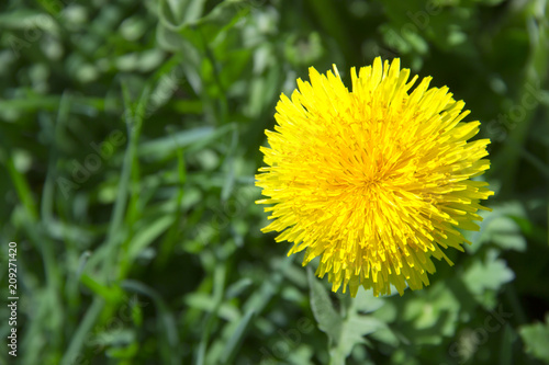 yellow dandelion circle on green grass pistils stamens close-up copy space