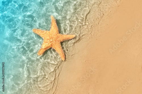 starfish on the summer beach in sea water.