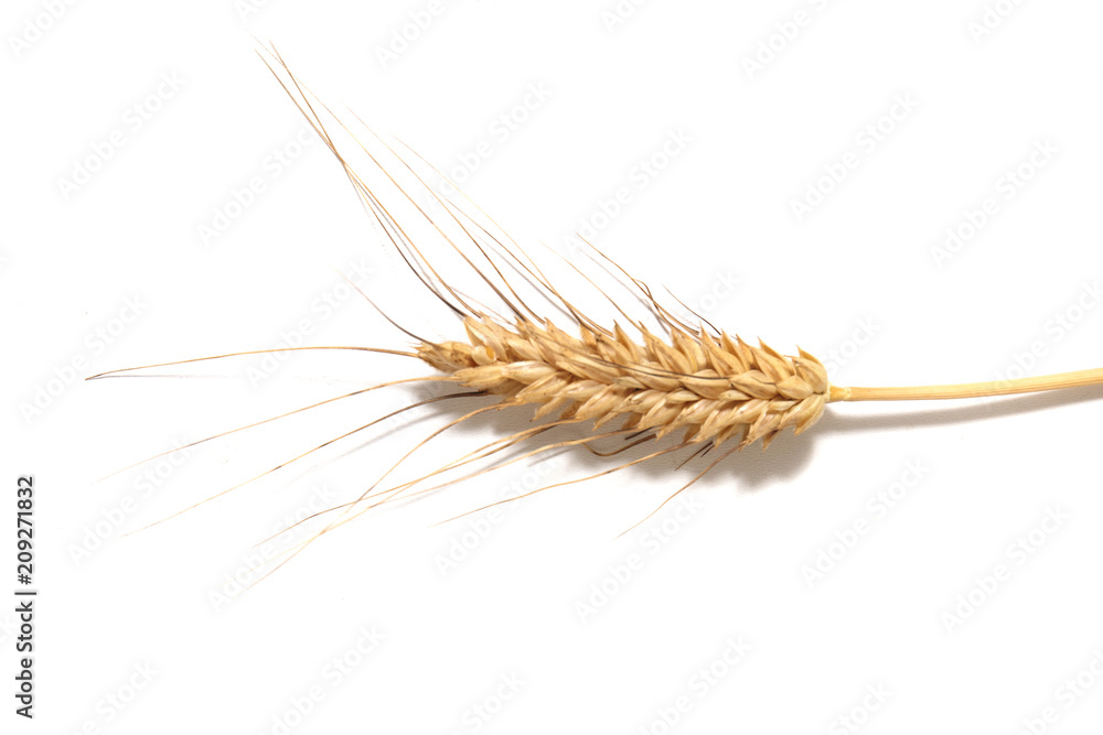 Dry wheat over white background Dry wheat over white background