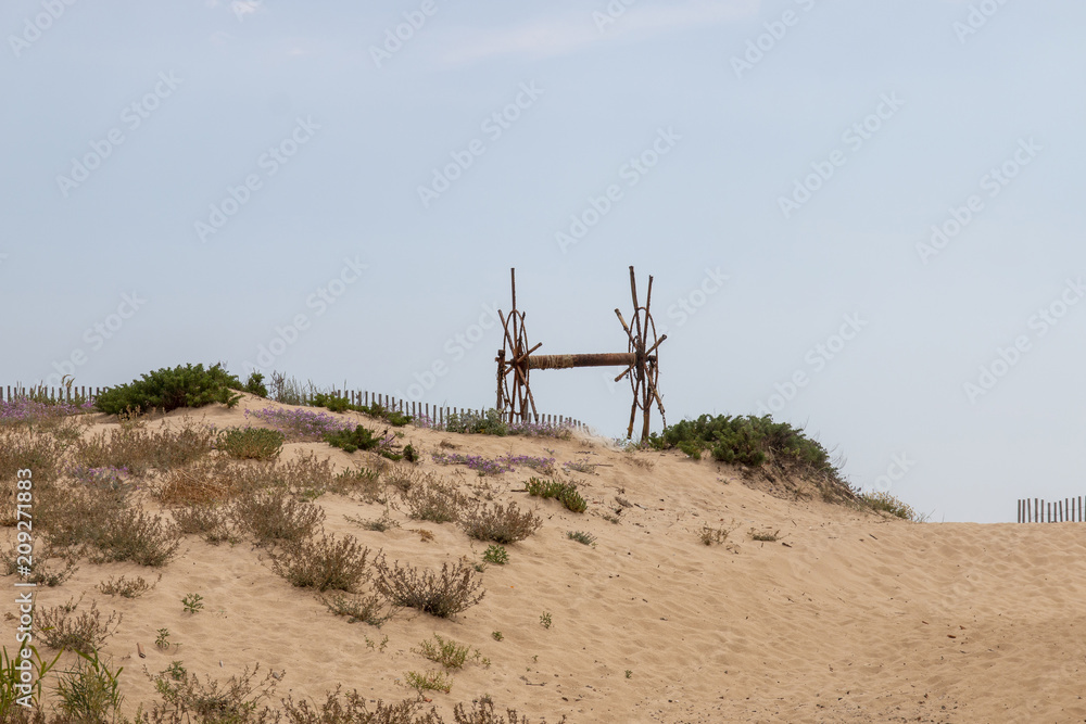 sand dune vegetation