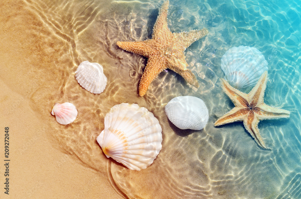 Fototapeta rozgwiazda i muszla na letniej plaży w wodzie morskiej.
