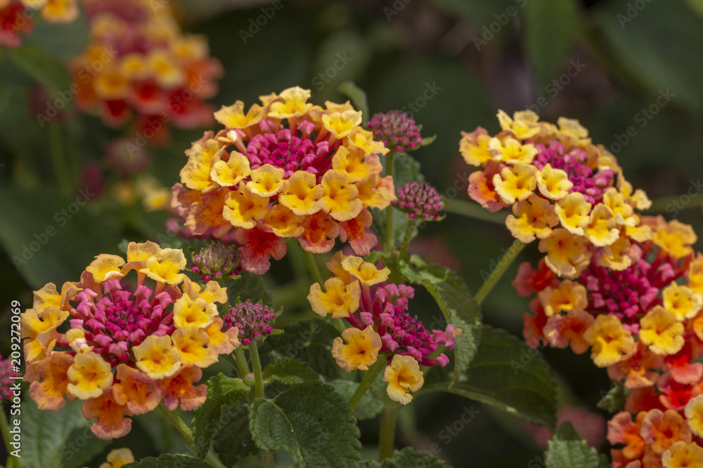Obraz premium Lantana camara flower