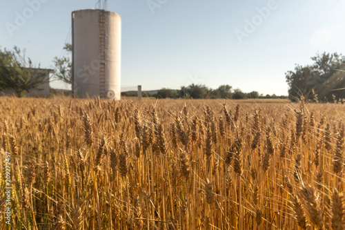Dry wheat field