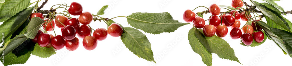 fresh red cherries on a white background fresh red cherries on a white background