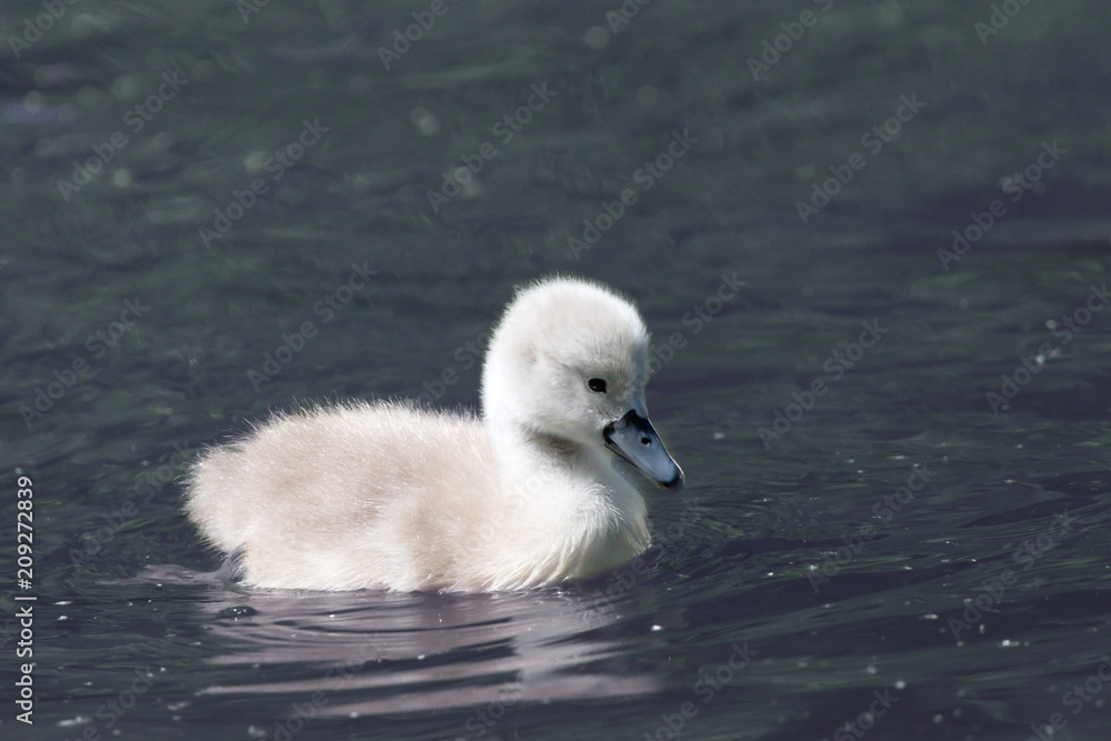 Cygnet 01