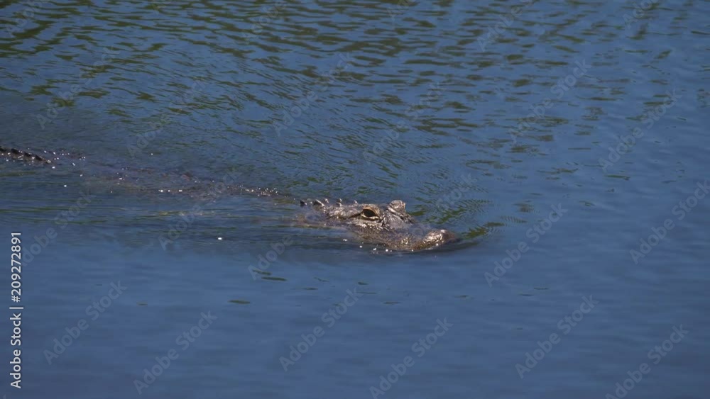 Single crocodile floating in water. Alligator floats just above the water. American Alligator - Alligator mississippiensis. Slow motion. Single crocodile floating in water. Alligator floats just above the water. American Alligator - Alligator mississippiensis. Slow motion.