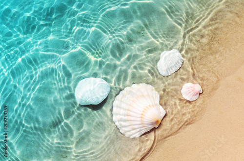 Fotografia starfish and seashell on the summer beach in sea water.