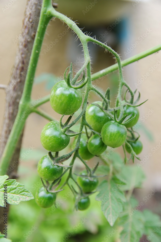 Jeune tomates Jeune tomates