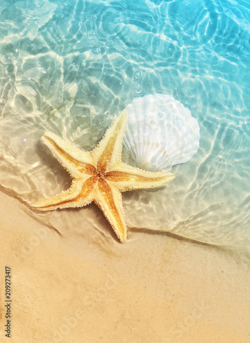 starfish and seashell on the summer beach in sea water.