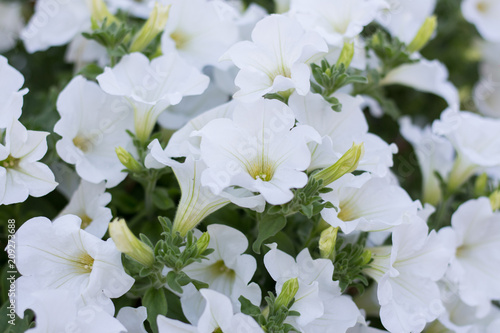 White petuni in the flower garden photo