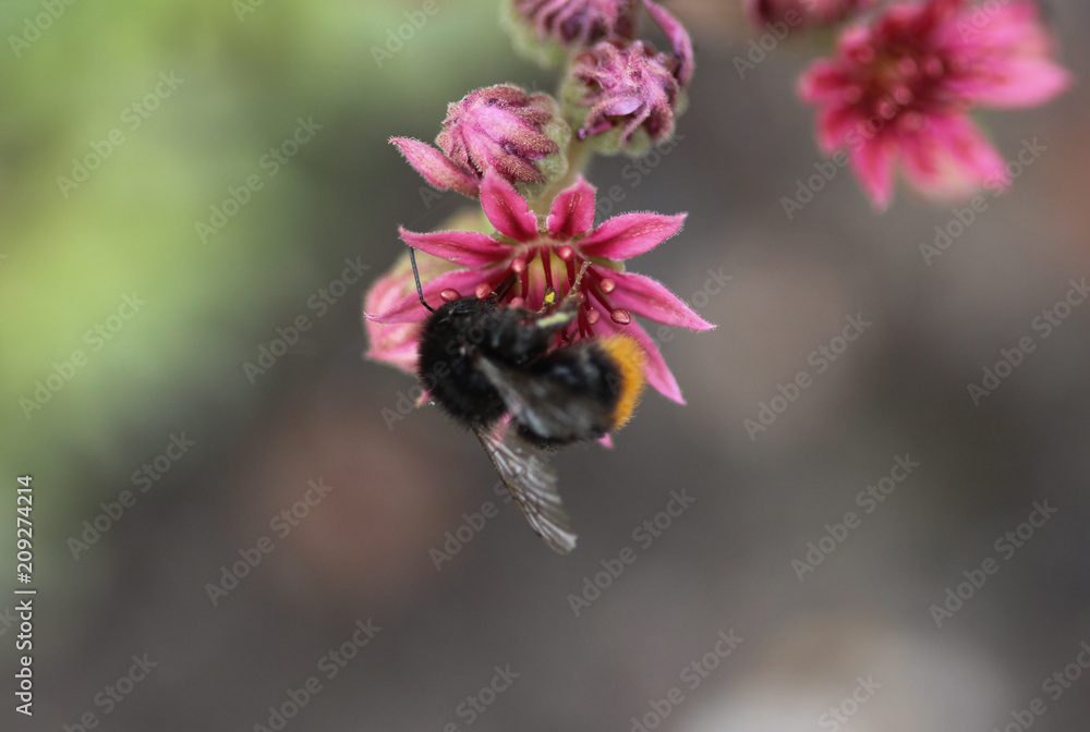 close up of red tailed bumblebee (Bombus lapidarius), collecting nectar from a creeping thistle flower in spring