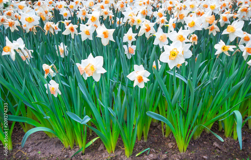 Fototapeta Naklejka Na Ścianę i Meble -  Spring blooming flowers, white daffodils flowers in green grass, springtime blooming narcissus flowers in garden nature background, Top view.