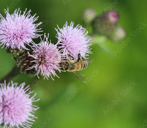 macro of western honey bee or European honey bee  Apis mellifera  on flower
