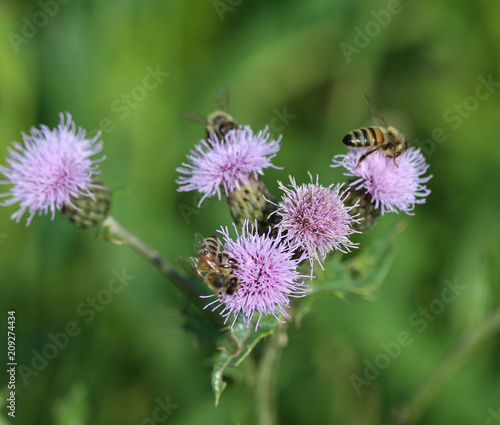 macro of western honey bee or European honey bee (Apis mellifera) on flower