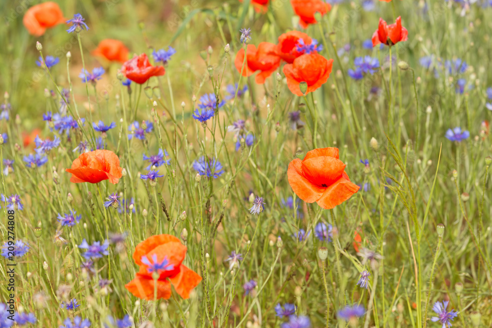 Cornflowers and poppies blooming in the field / Landscape.