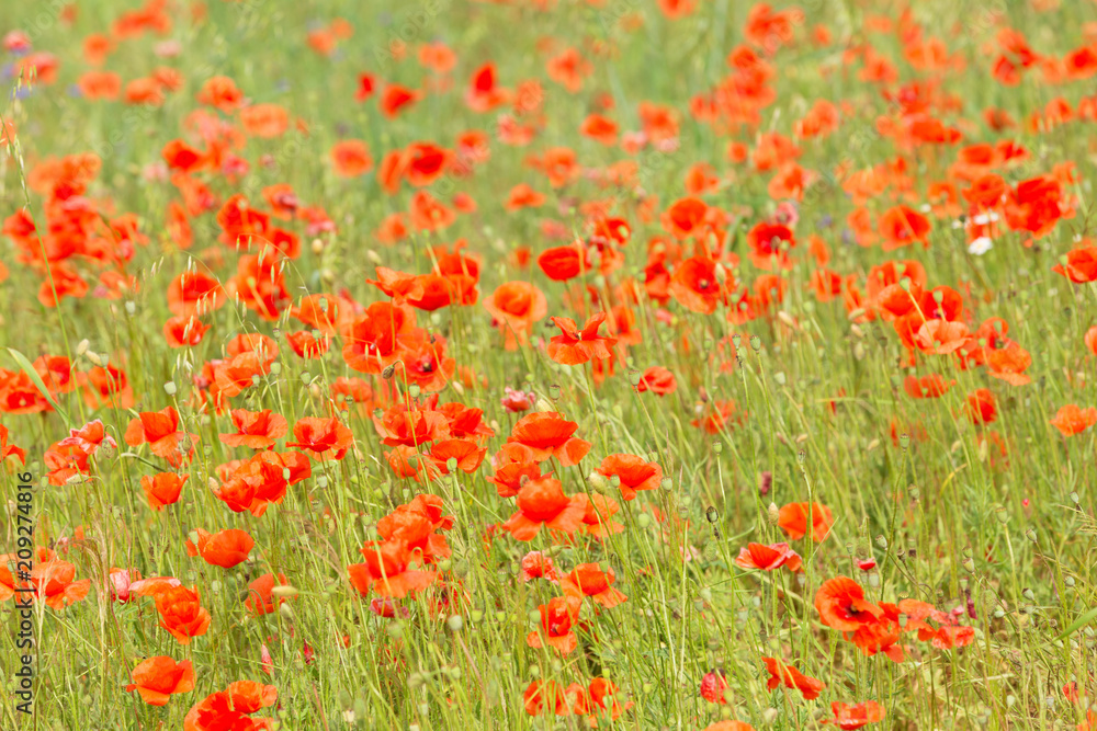 a fields full of blooming red poppies.