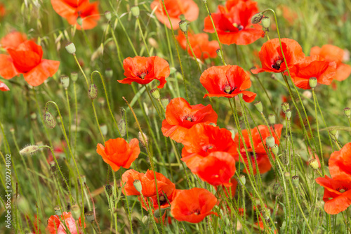 a fields full of blooming red poppies.
