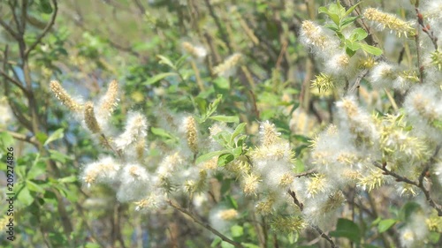 Fluff from the buds of the willow in the wind. Salix acutifolia Pendulifolia photo