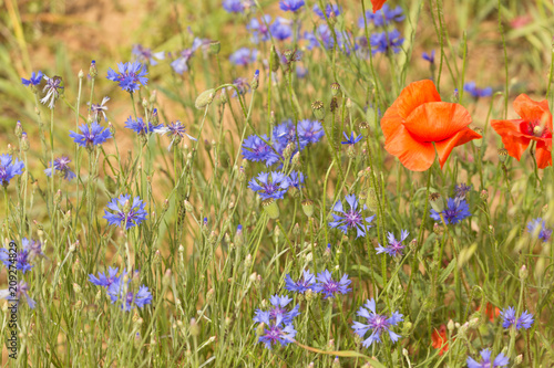 Cornflowers and poppies blooming in the field / Landscape.