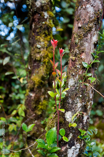 Flora of Cameron Highlands mountains