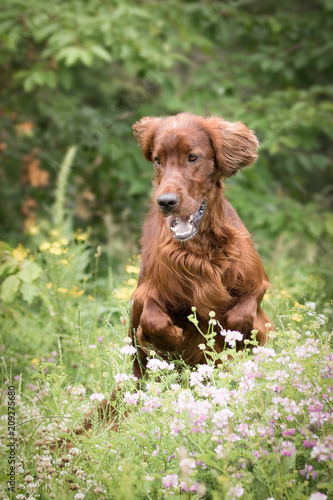 Irish Setter beim Spaziergang