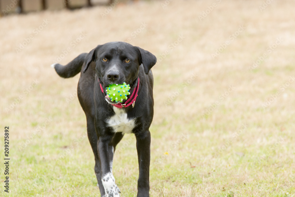 A cute dog retrieving a ball ready for another throw