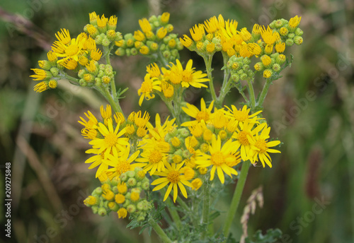 Jacobaea vulgaris flower blooming in spring, Common names include common ragwort, stinking willie, tansy ragwort, benweed photo