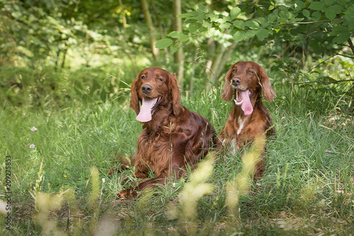 Irish Setter beim Spaziergang