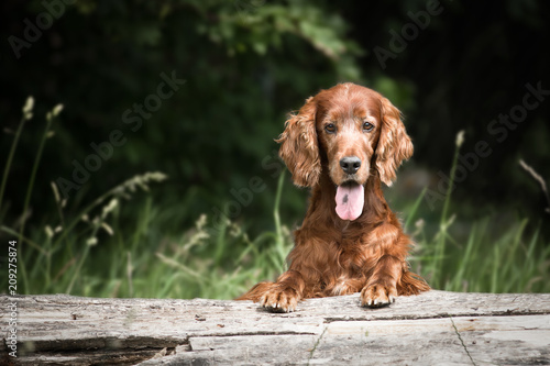 Irish Setter beim Spaziergang