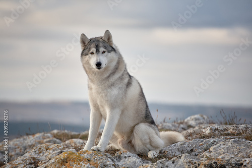 Photography Gray Siberian husky sits on the edge of the rock and looks down