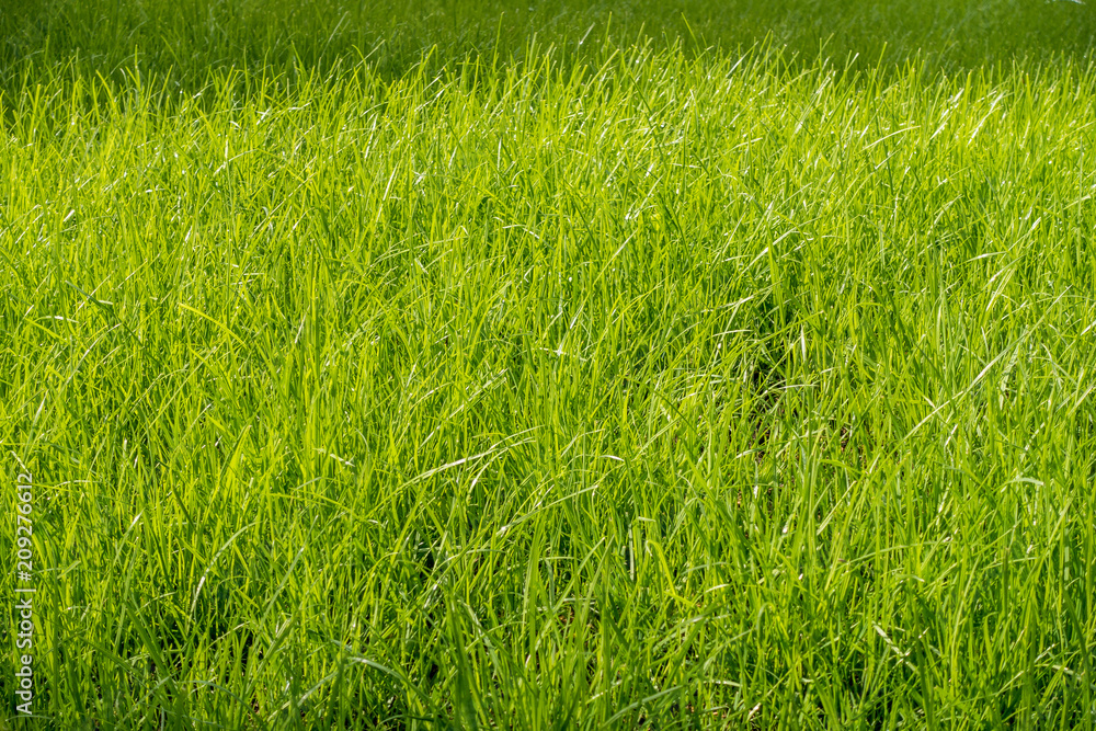 Obraz premium Neu eingesäter Rasen