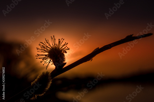 Maik  tzchen im Sonnenuntergang